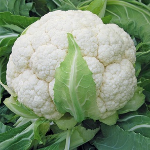 Капуста Цветная